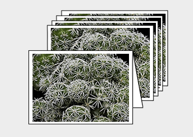 Package of 5 greeting cards - (Mammillaria Gracilis Fragilis HV) – 4.5″x6.25″
