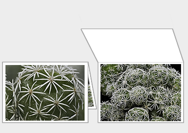 Fine art greeting card - (Mammillaria Gracilis Fragilis) – 4.5″x6.25″