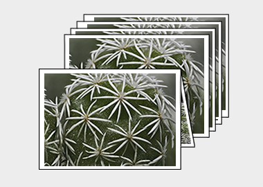 Package of 5 greeting cards - (Mammillaria Gracilis Fragilis) – 4.5″x6.25″