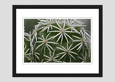 framed print - (Mammillaria Gracilis Fragilis HBV) - 8"x10"