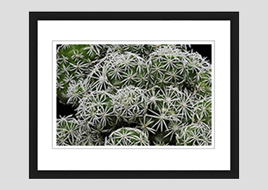 framed print - (Mammillaria Gracilis Fragilis HV) - 8"x10"