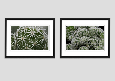 Both framed prints - (Mammillaria Gracilis Fragilis) - 8"x10" each