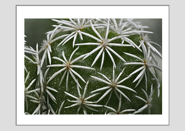 matted print - (Mammillaria Gracilis Fragilis HBV) - 11"x14"