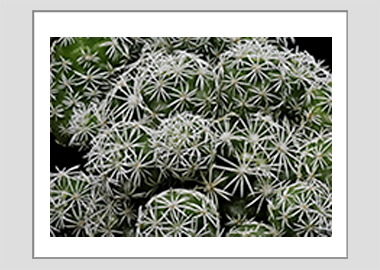 matted print - (Mammillaria Gracilis Fragilis HV) - 11"x14"
