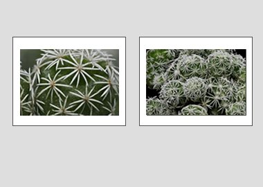Both matted prints - (Mammillaria Gracilis Fragilis) - 11"x14" each
