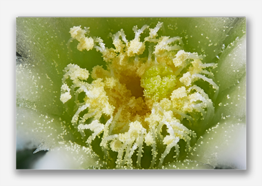 canvas print - (Mammillaria Plumosa White HBV) - 12"x18"