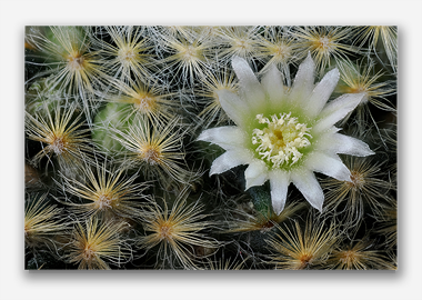 canvas print - (Mammillaria Plumosa White HV) - 8"x12"