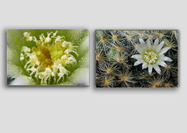 Both canvas prints - (Mammillaria Plumosa White) - 8"x12" each