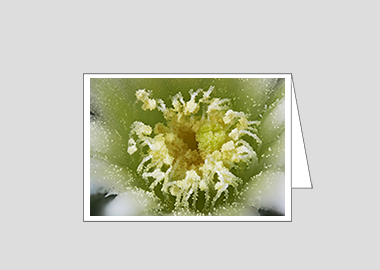 Fine art greeting card - (Mammillaria Plumosa White HBV) – 4.5″x6.25″