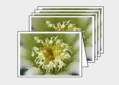 Package of 5 greeting cards - (Mammillaria Plumosa White HBV) – 4.5″x6.25″