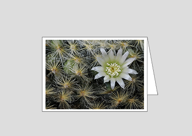 Fine art greeting card - (Mammillaria Plumosa White HV) – 4.5″x6.25″