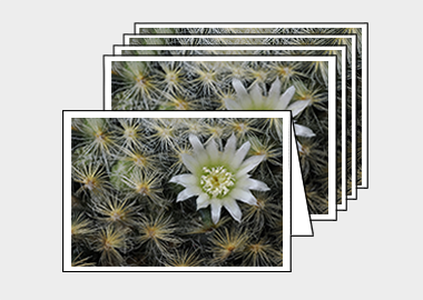 Package of 5 greeting cards - (Mammillaria Plumosa White HV) – 4.5″x6.25″