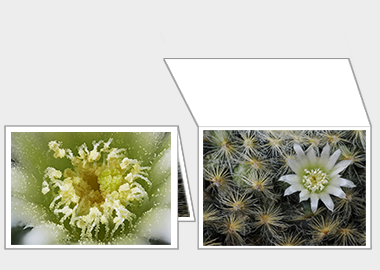 Fine art greeting card - (Mammillaria Plumosa White) – 4.5″x6.25″