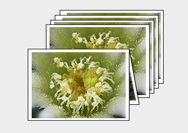 Package of 5 greeting cards - (Mammillaria Plumosa White) – 4.5″x6.25″