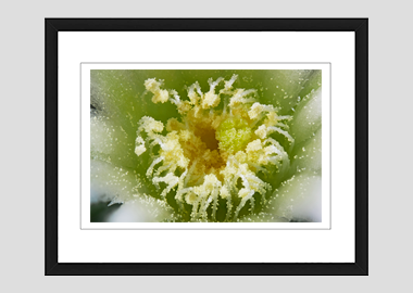 framed print - (Mammillaria Plumosa White HBV) - 8"x10"