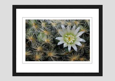 framed print - (Mammillaria Plumosa White HV) - 8"x10"