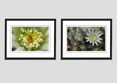 Both framed prints - (Mammillaria Plumosa White) - 8"x10" each