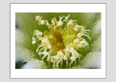 matted print - (Mammillaria Plumosa White HBV) - 11"x14"
