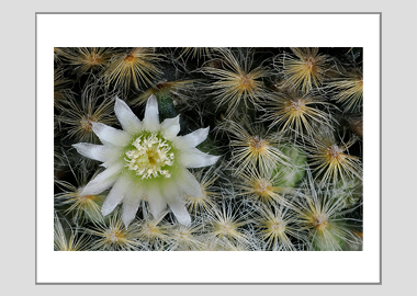 matted print - (Mammillaria Plumosa White HV) - 11"x14"
