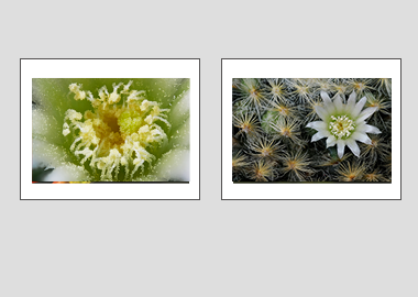 Both matted prints - (Mammillaria Plumosa White) - 11"x14" each