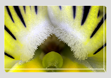 canvas print - (Matrix Morpheus HBV) - 8"x12"