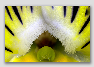 canvas print - (Matrix Morpheus HBV) - 12"x18"