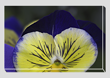 canvas print - (Matrix Morpheus HV) - 8"x12"