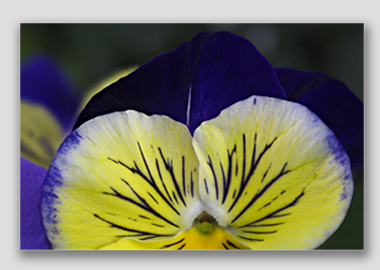 canvas print - (Matrix Morpheus HV) - 8"x12"