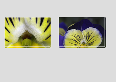 Both canvas prints - (Matrix Morpheus) - 8"x12" each