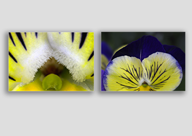 Both canvas prints - (Matrix Morpheus) - 12"x18" each