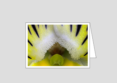 Fine art greeting card - (Matrix Morpheus HBV) – 4.5″x6.25″