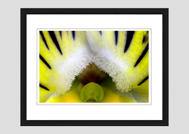 framed print - (Matrix Morpheus HBV) - 8"x10"