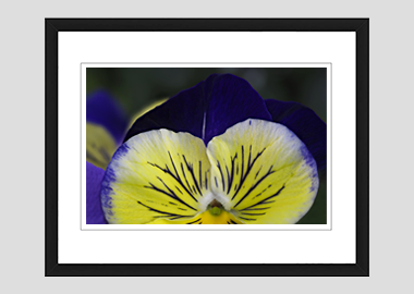 framed print - (Matrix Morpheus HV) - 8"x10"