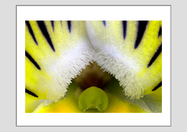 matted print - (Matrix Morpheus HBV) - 11"x14"