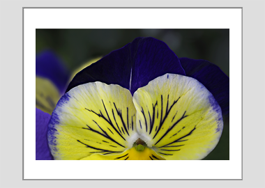 matted print - (Matrix Morpheus HV) - 11"x14"