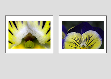 Both matted prints - (Matrix Morpheus) - 11"x14" each