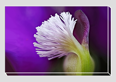 canvas print - (Milkwort HBV) - 8"x12"