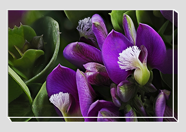 canvas print - (Milkwort HV) - 8"x12"