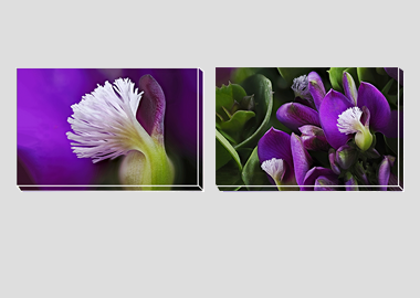 Both canvas prints - (Milkwort) - 8"x12" each