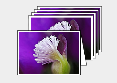 Package of 5 greeting cards - (Milkwort HBV) – 4.5″x6.25″
