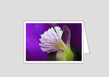 Fine art greeting card - (Milkwort HBV) – 4.5″x6.25″