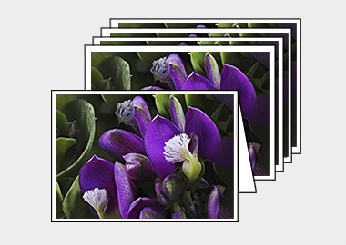Package of 5 greeting cards - (Milkwort HV) – 4.5″x6.25″