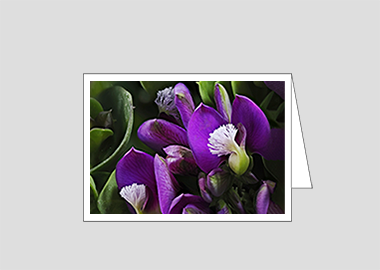 Fine art greeting card - (Milkwort HV) – 4.5″x6.25″