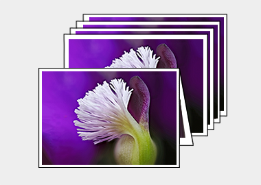Package of 5 greeting cards - (Milkwort) – 4.5″x6.25″