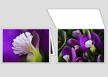 Fine art greeting card - (Milkwort) – 4.5″x6.25″