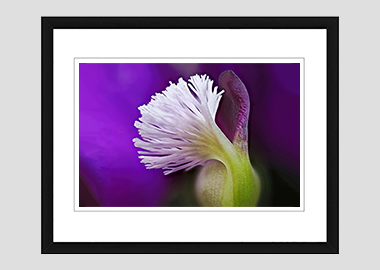 framed print - (Milkwort HBV) - 8"x10"