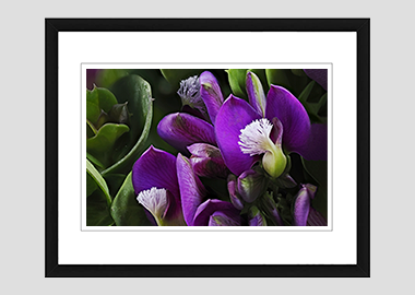 framed print - (Milkwort HV) - 8"x10"
