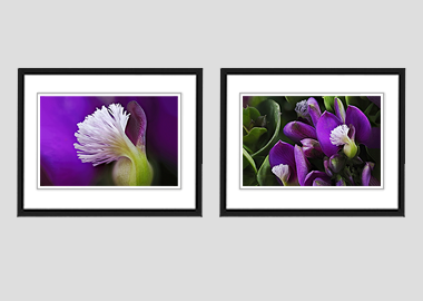 Both framed prints - (Milkwort) - 8"x10" each