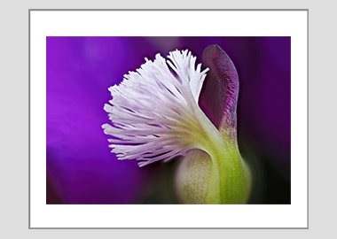 matted print - (Milkwort HBV) - 11"x14"