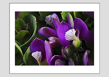 matted print - (Milkwort HV) - 11"x14"
